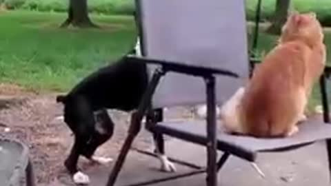 Dog pushes cat out of chair funny animals