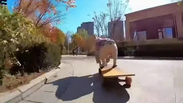 Skateboarding dog es realmente cool