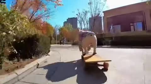 Skateboarding dog es realmente cool