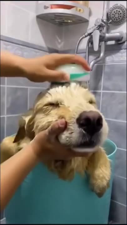 Cute Dog Videos and TIKTOK Compilation #short