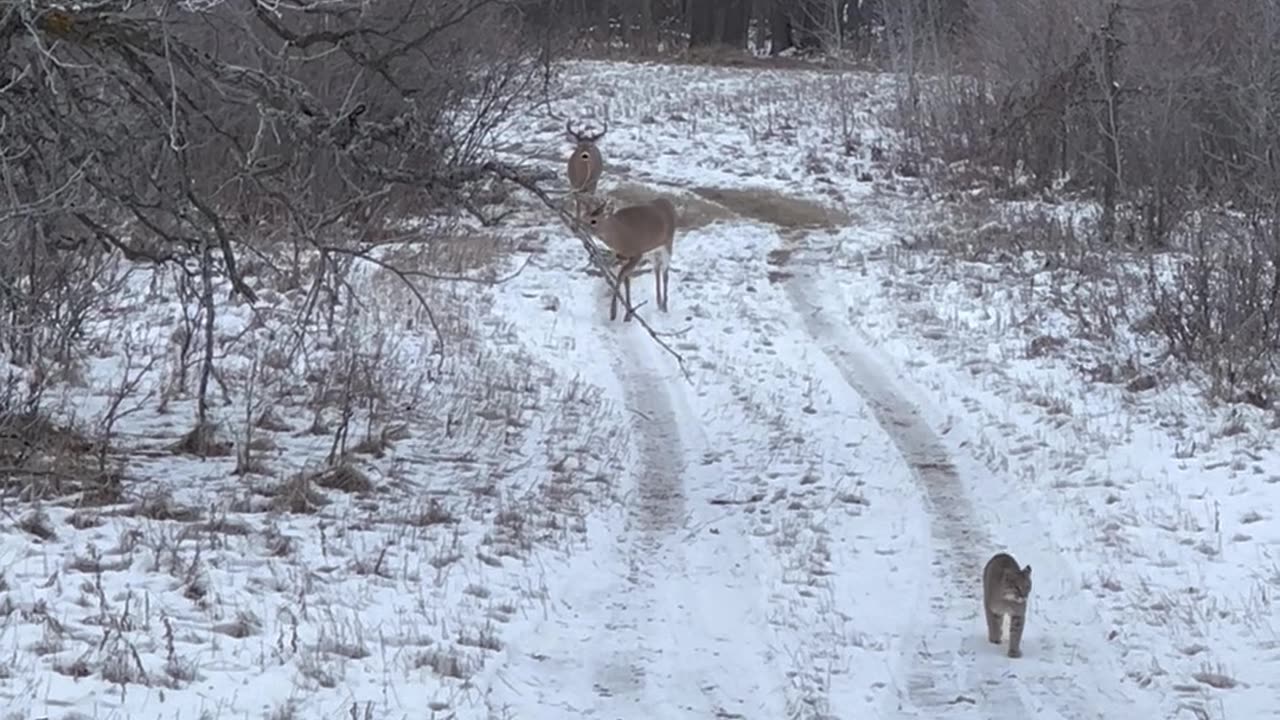 Bobcat Takes a Stroll With Two Bucks Trailing Behind