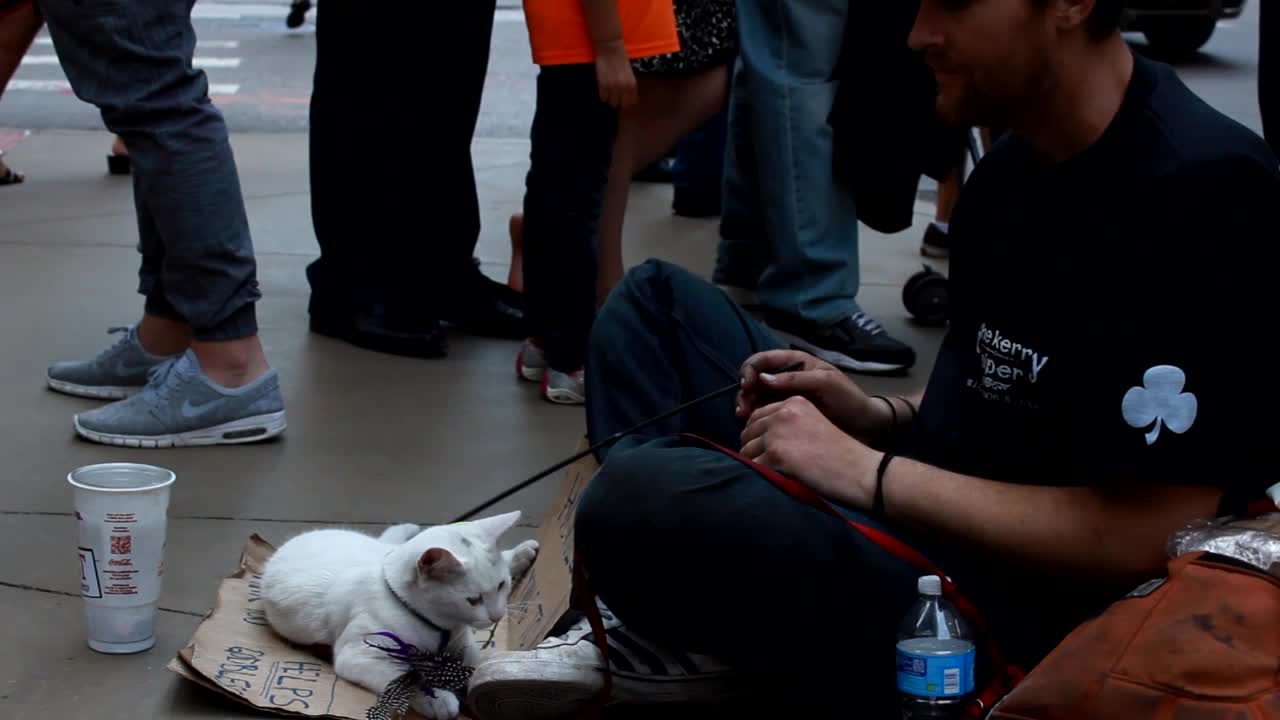 Homeless man's loyal cat sticks by his side