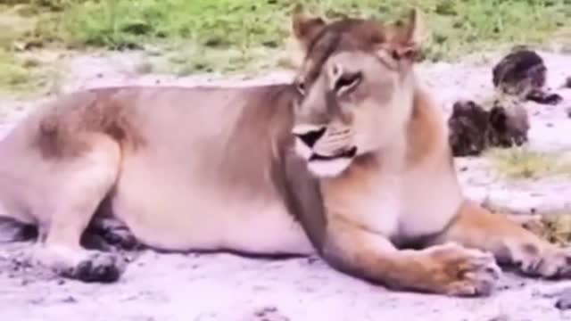 Lioness mom and her lion cub