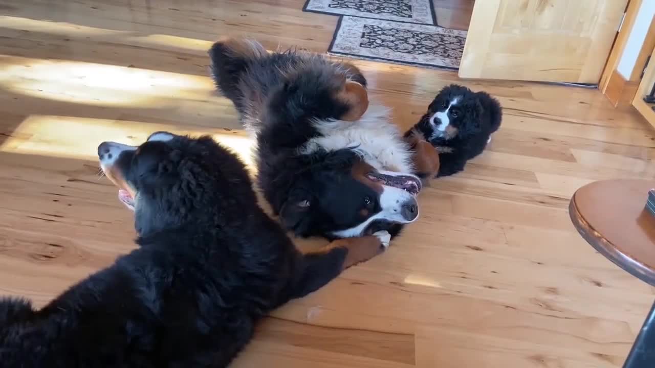 The Bourne Mountain Dog is black, white, and yellow.