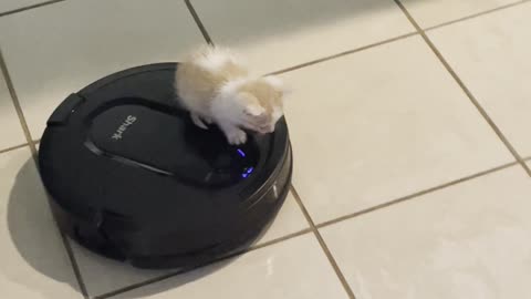 Kitten goes for a ride