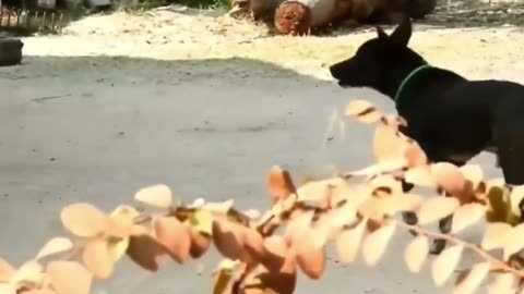 Dog Pranks
