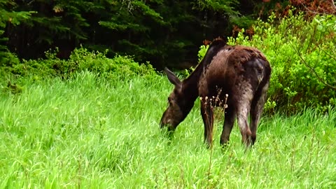 Moose on the Loose