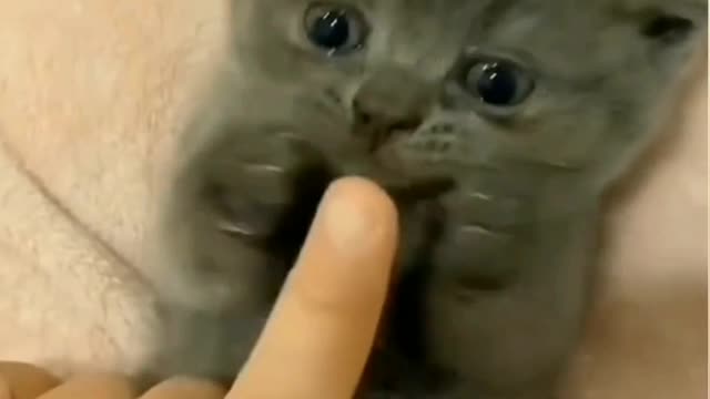 CUTEST ANIMALS ||FUNNY ANIMALS CLIP || SO CUTE CATS BABY.