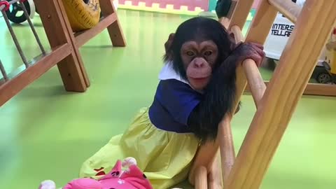 Little chimp tired of playing