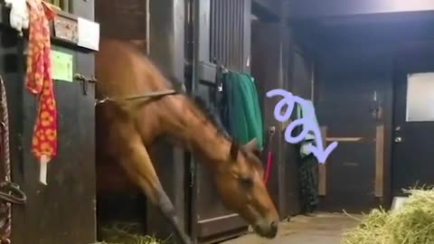 Horse steal a Quick snack