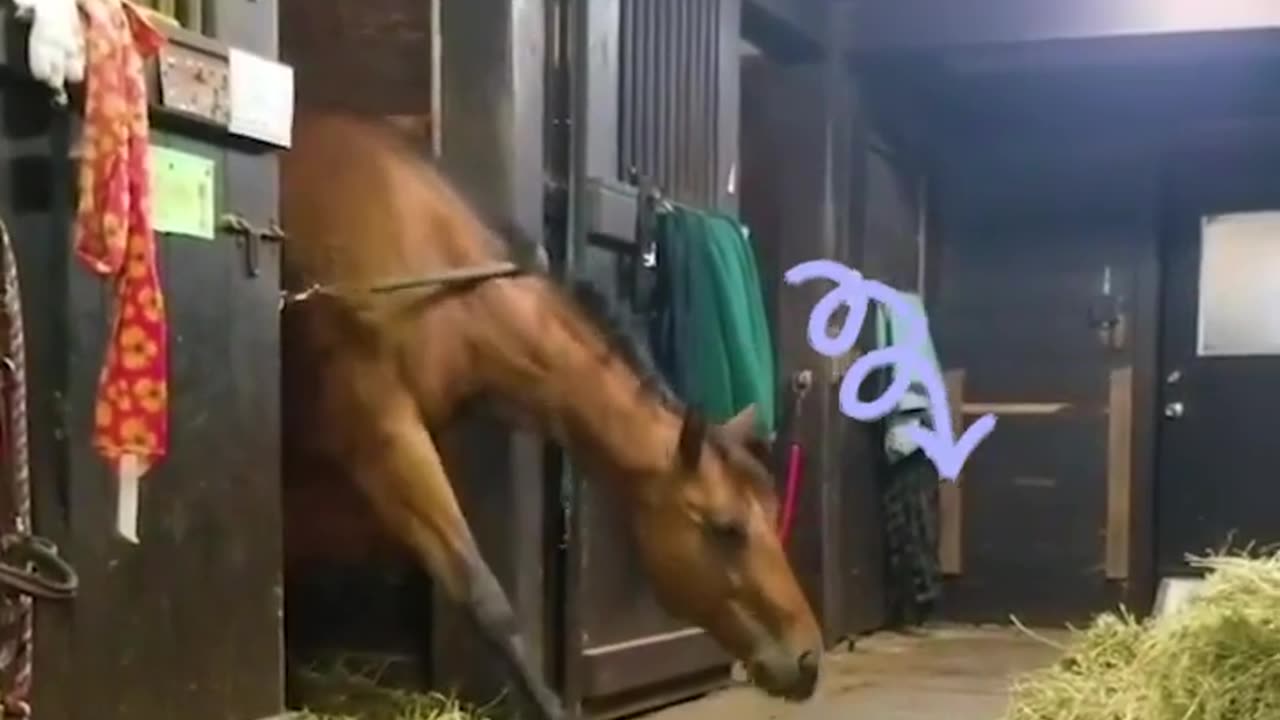 Horse steal a Quick snack