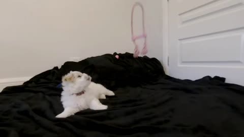 Virtual Reality VR180 cute puppy molly Coton de Tulear 10 weeks old