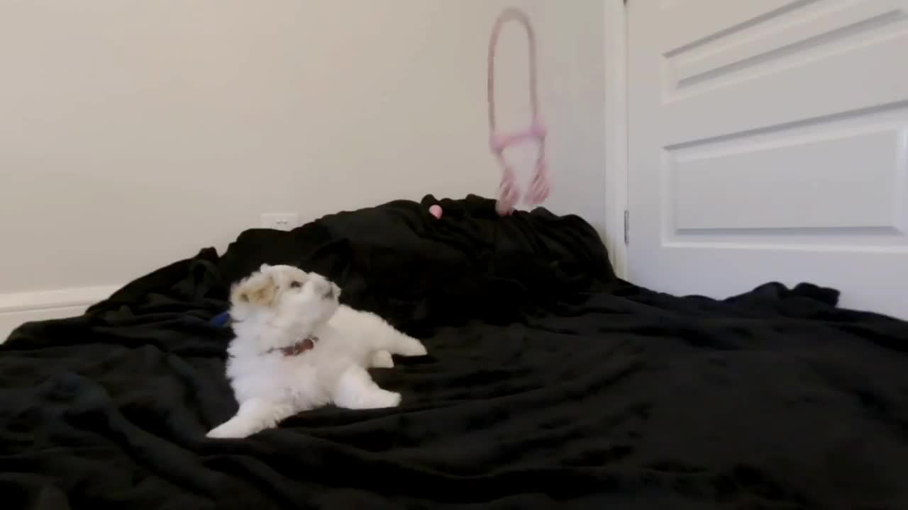 Virtual Reality VR180 cute puppy molly Coton de Tulear 10 weeks old