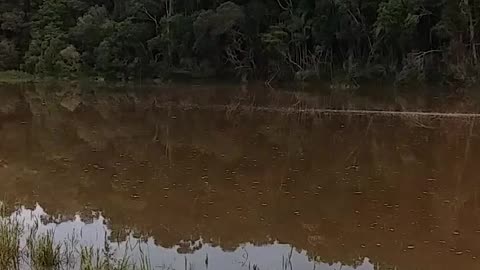 18.12.2024 The Barron River, Kuranda