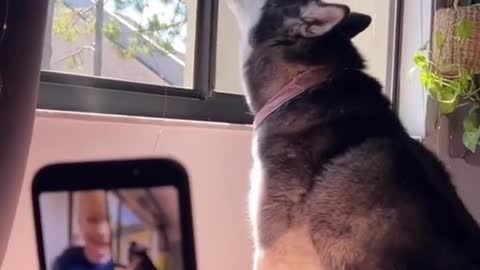 Meekathehusky minding her business 🥱