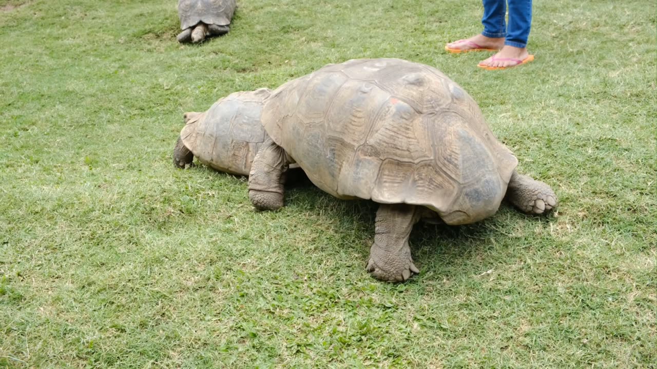 A bigger tortoise pushes a smaller tortoise