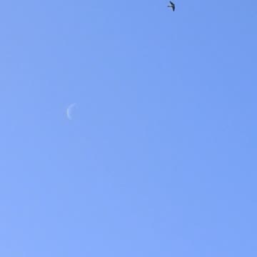 Moon during a day
