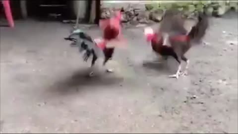 Bilis ng Manok