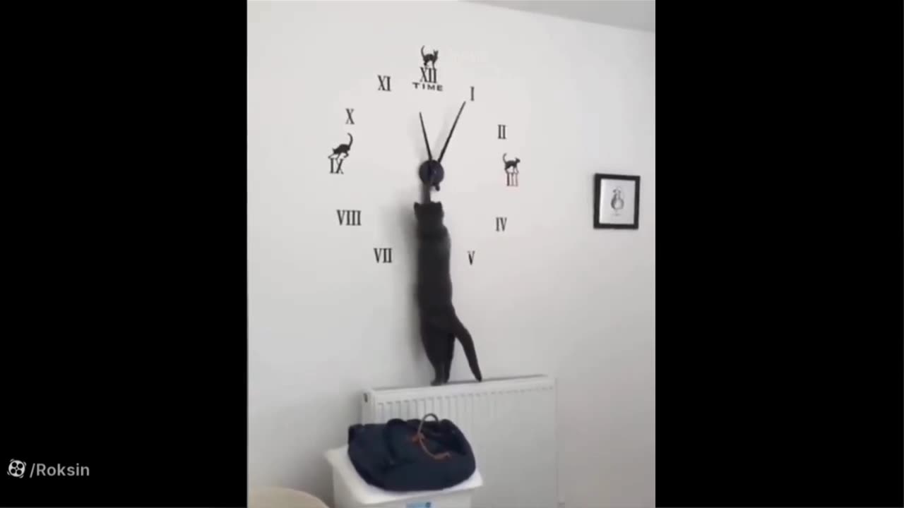Very Funny cat and dog video| Funny cat role playing😂😂
