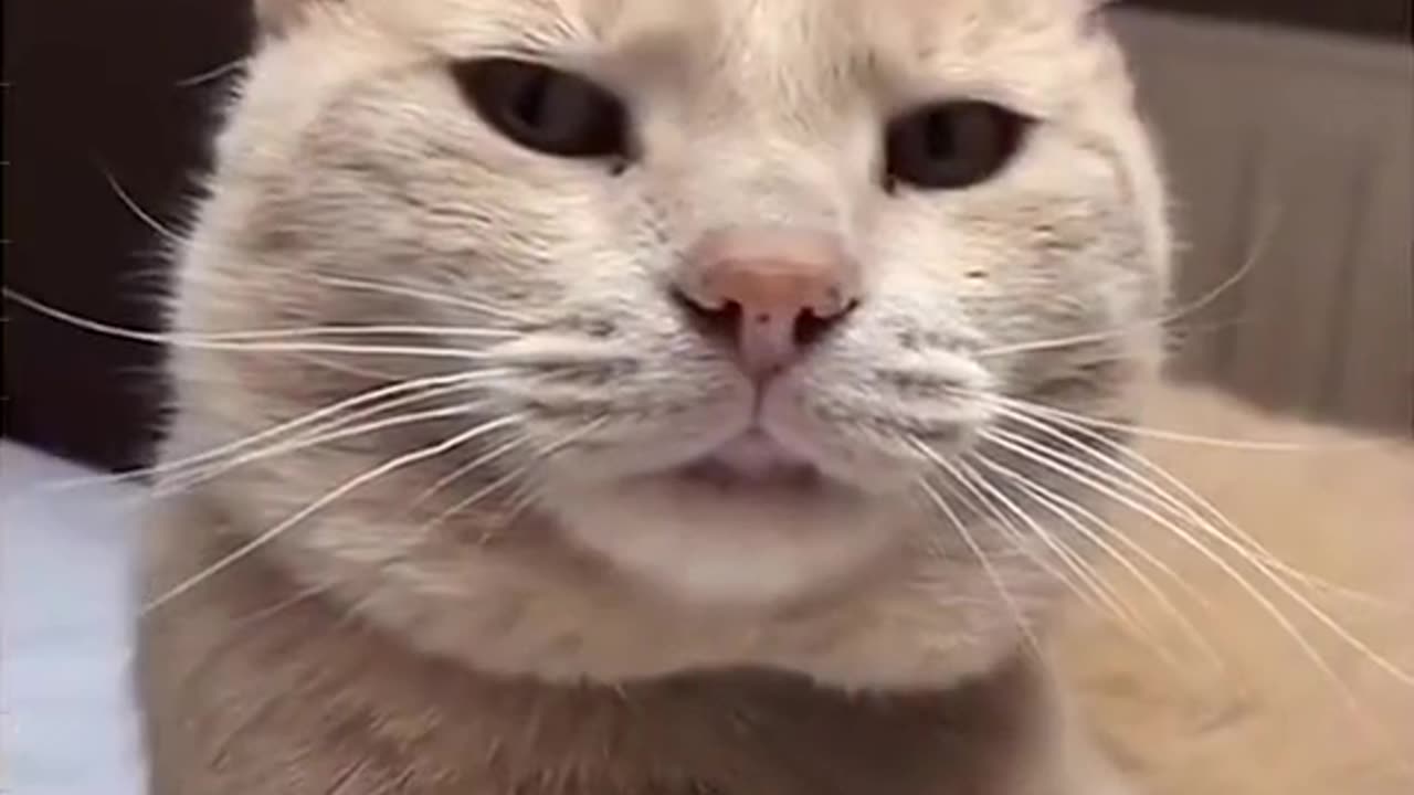 Funny cat videos