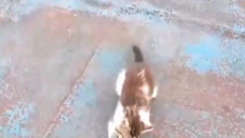 Funny cat