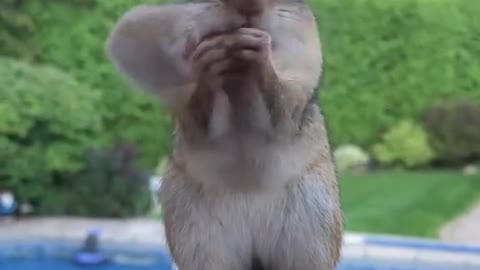 funny squirrel