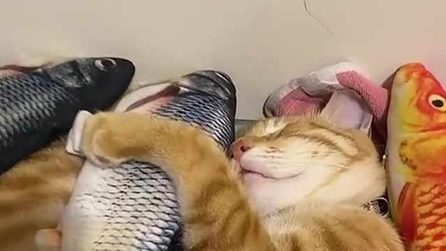 The cat sleeps so soundly with the fish