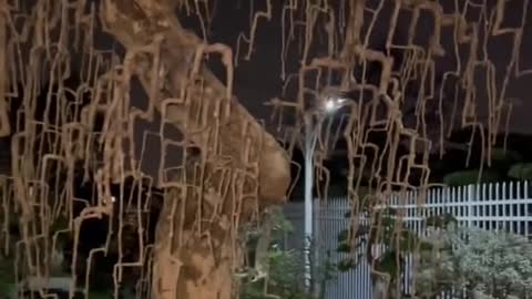 Có ai làm cây tới cảnh giới này chưa