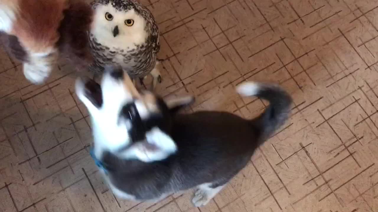 Husky and owl play tug-of-war with new toy