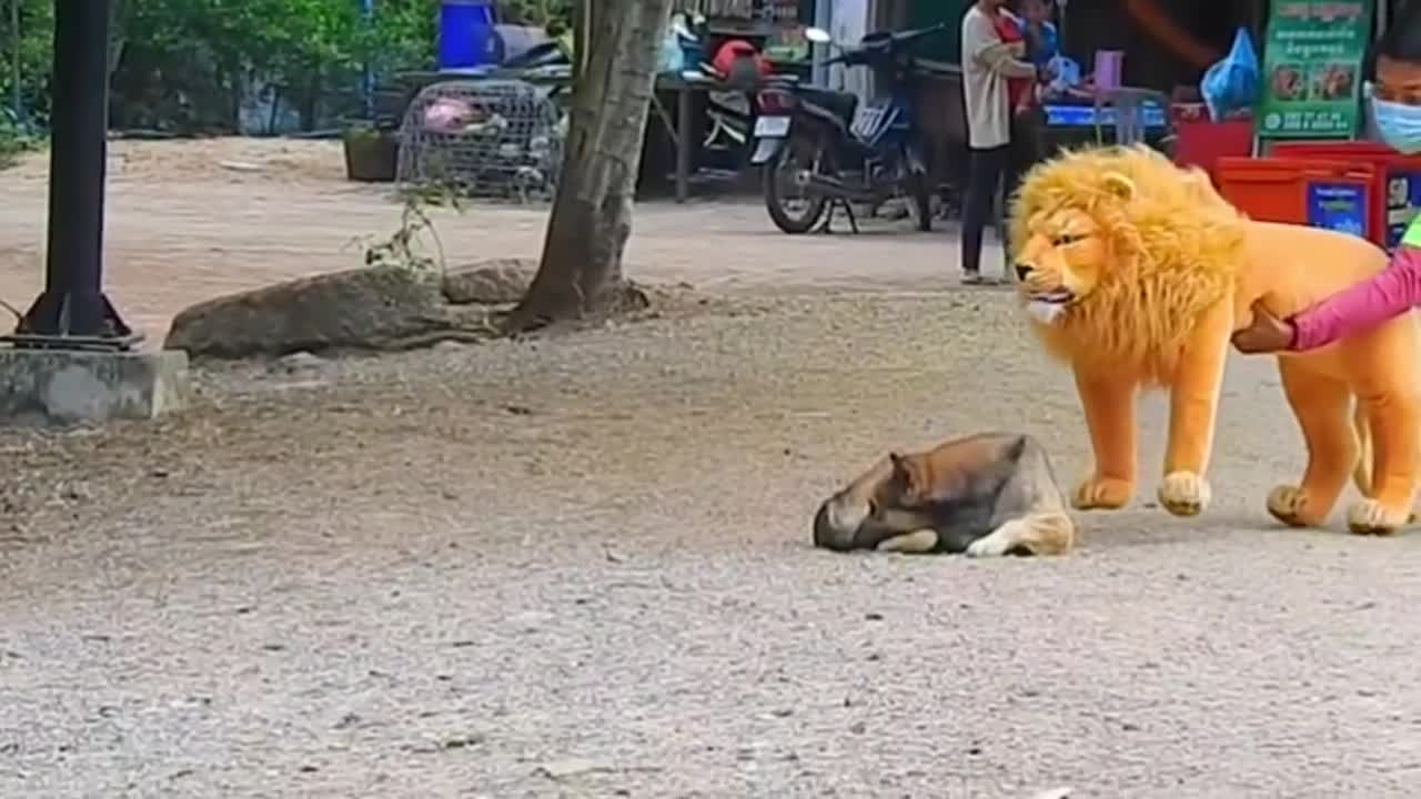 Trolling Dogs using stuffed animal lion doll