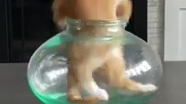 Awesome Cute Cats 😘🤖🐺