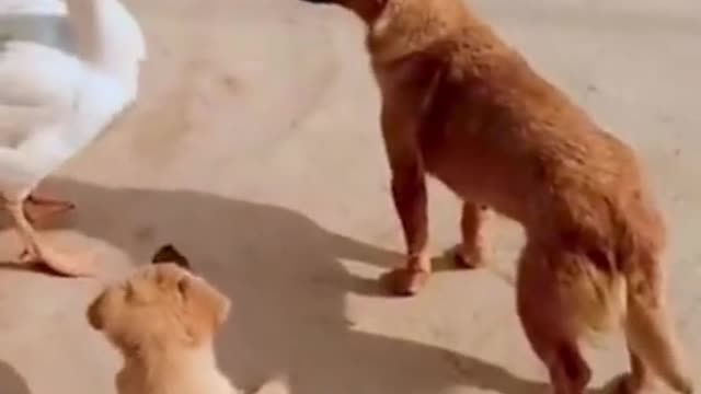 The duck bullied the dog