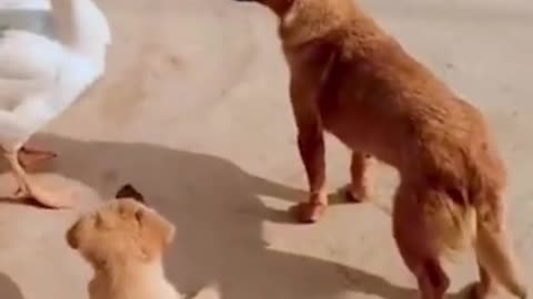 The duck bullied the dog