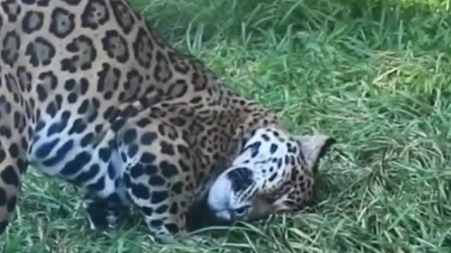 This leopard has a nice leopard print