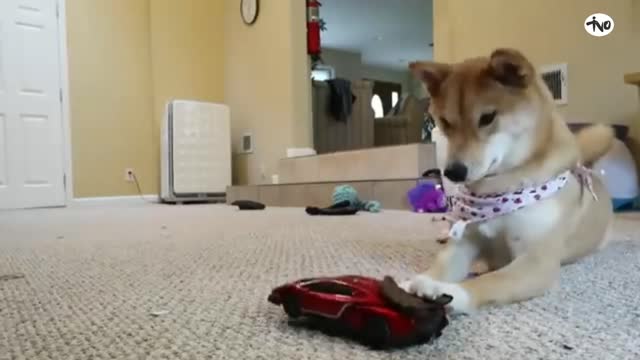 Haru the Shiba Inu vs. R.C Car! | Tivo