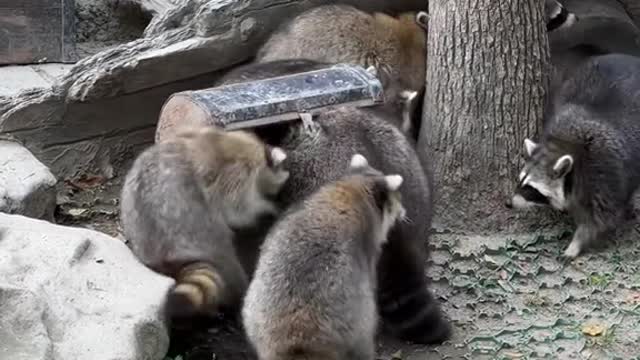 raccoons