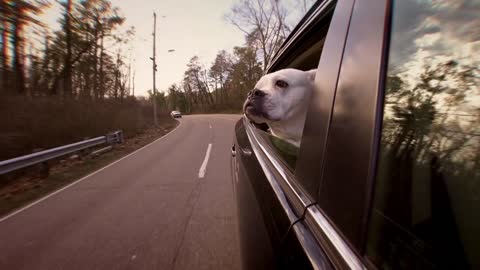 Dog enjoying the view from the front seat of the car | Dog Video