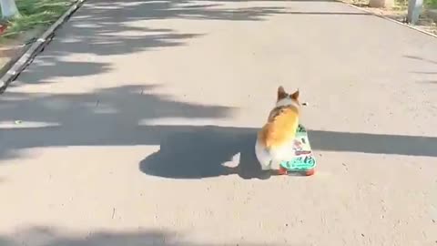 Corgi with a skateboard