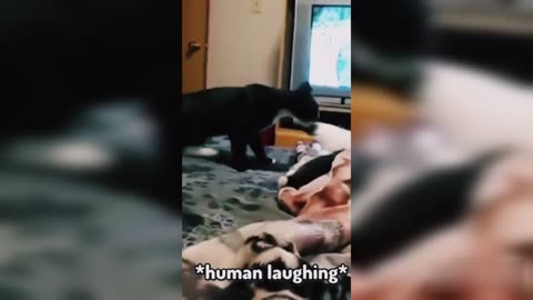 Cats are playing