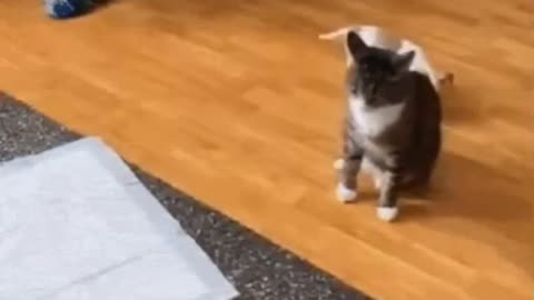 Cute Cat Gif