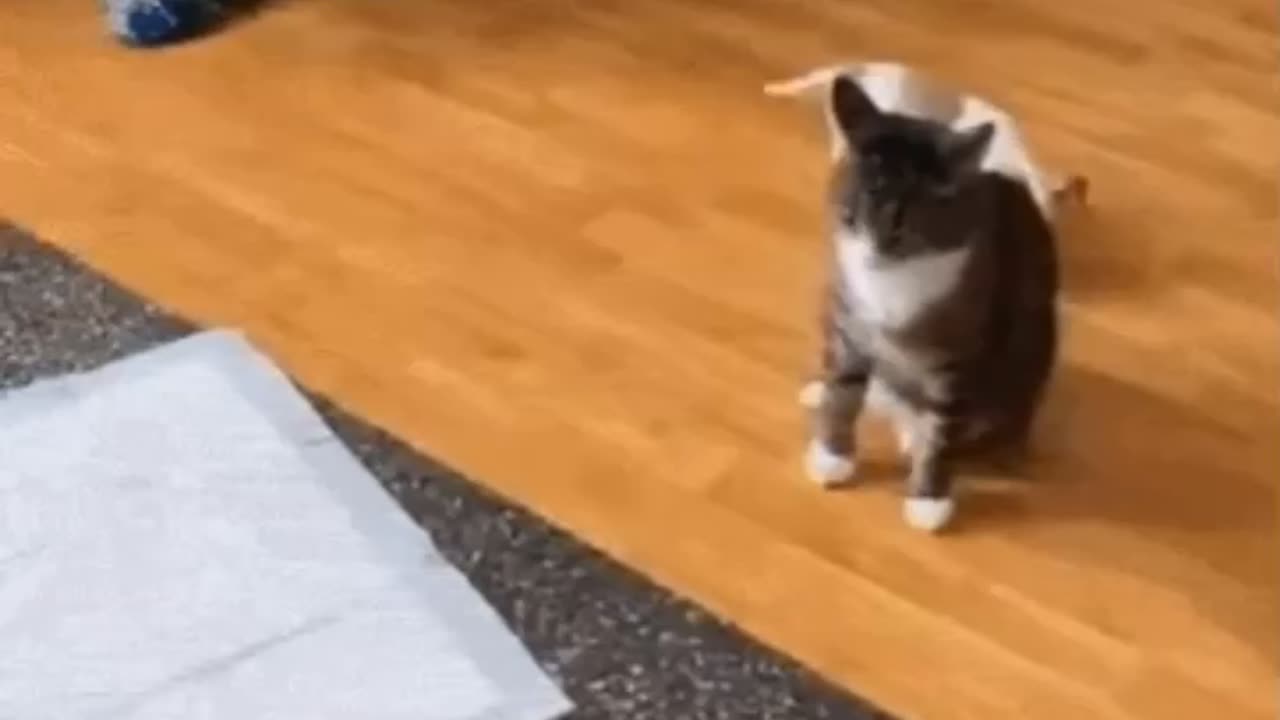 Cute Cat Gif
