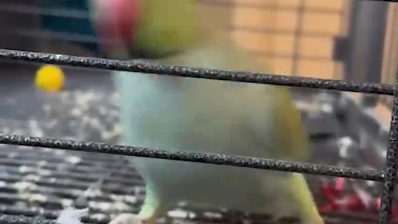 Funny Animals