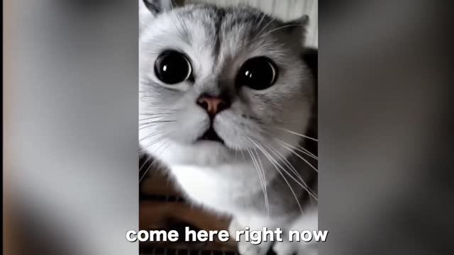 This funny cat will make you laugh 😅 | funny video