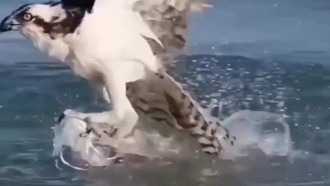 Eagle 🦅 Hunted A Fish 🐟 😱