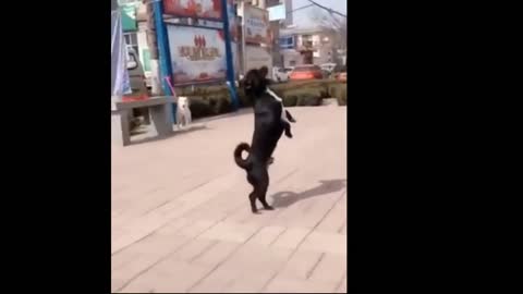 Funny Animal life Funny Dogs cute