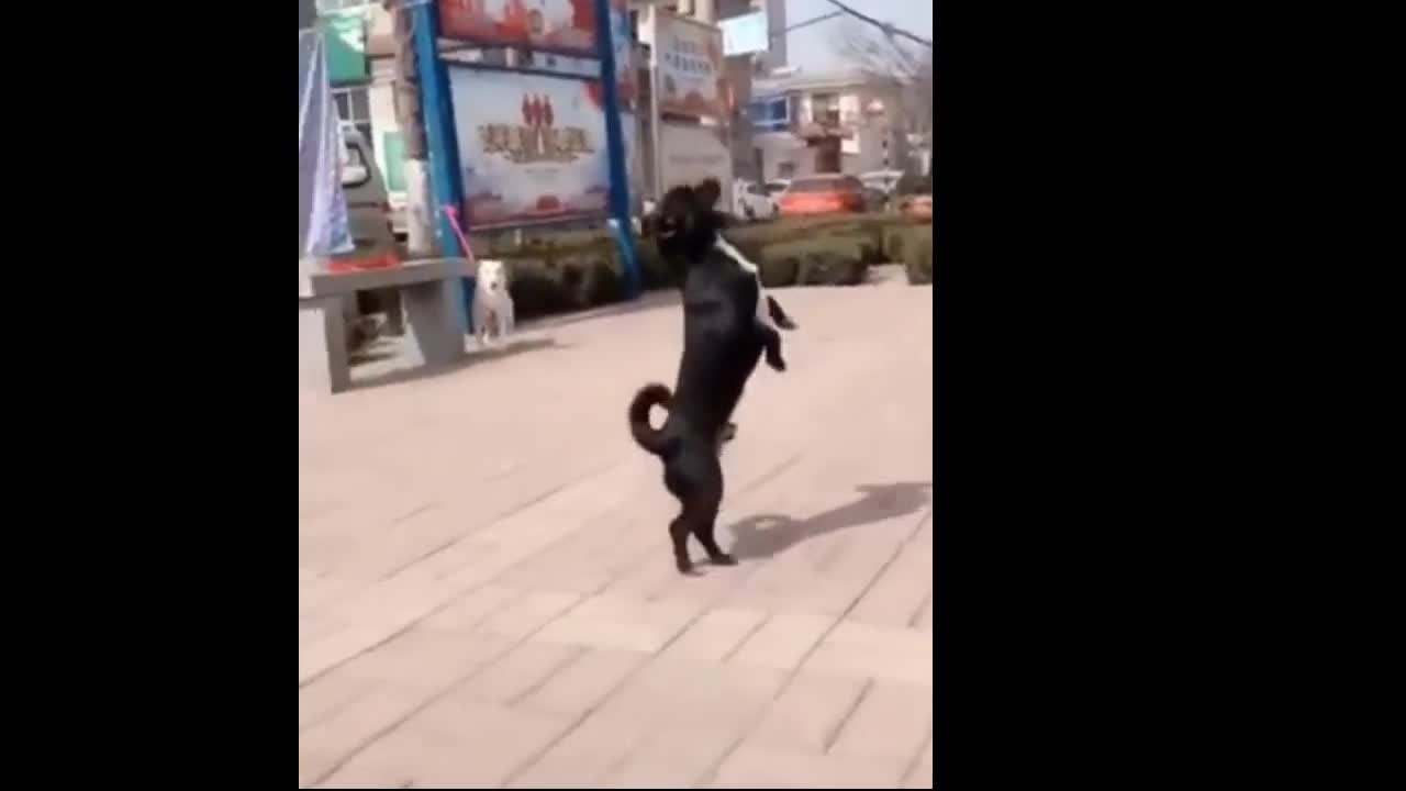 Funny Animal life Funny Dogs cute