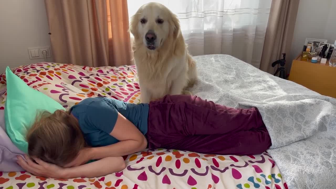 Golden Retriever demands attention from his human Mom