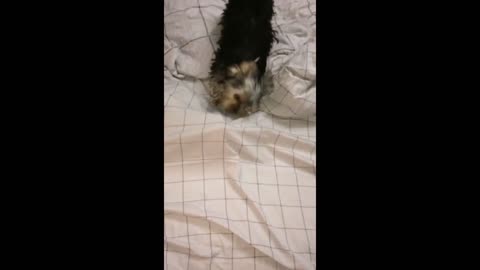 Yorkie chases hiding ferret under the bed covers-(1080p) https://www.youtube.com