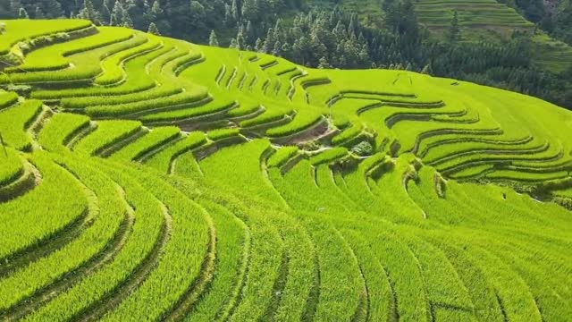 Terrace farming prevents rainwater from washing away soil nutrients
