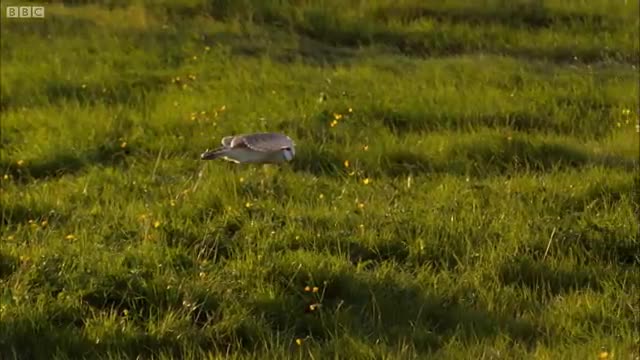 The Unbelievable Flight of a Barn Owl | Super Powered Owls | BBC Earth